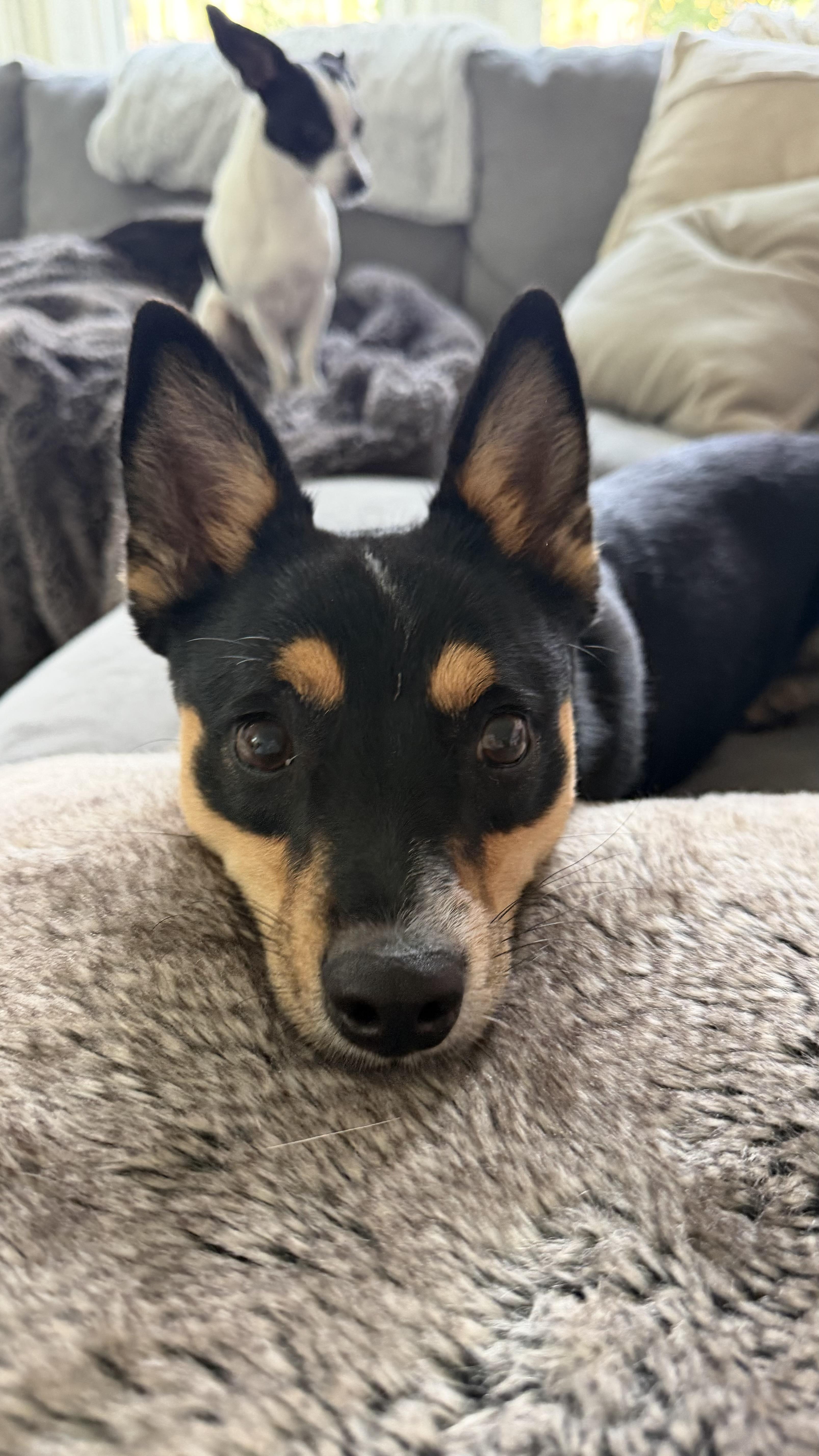 Enlarge Hillary, a Adoptable mixed breed in Angier , NC image 2/6