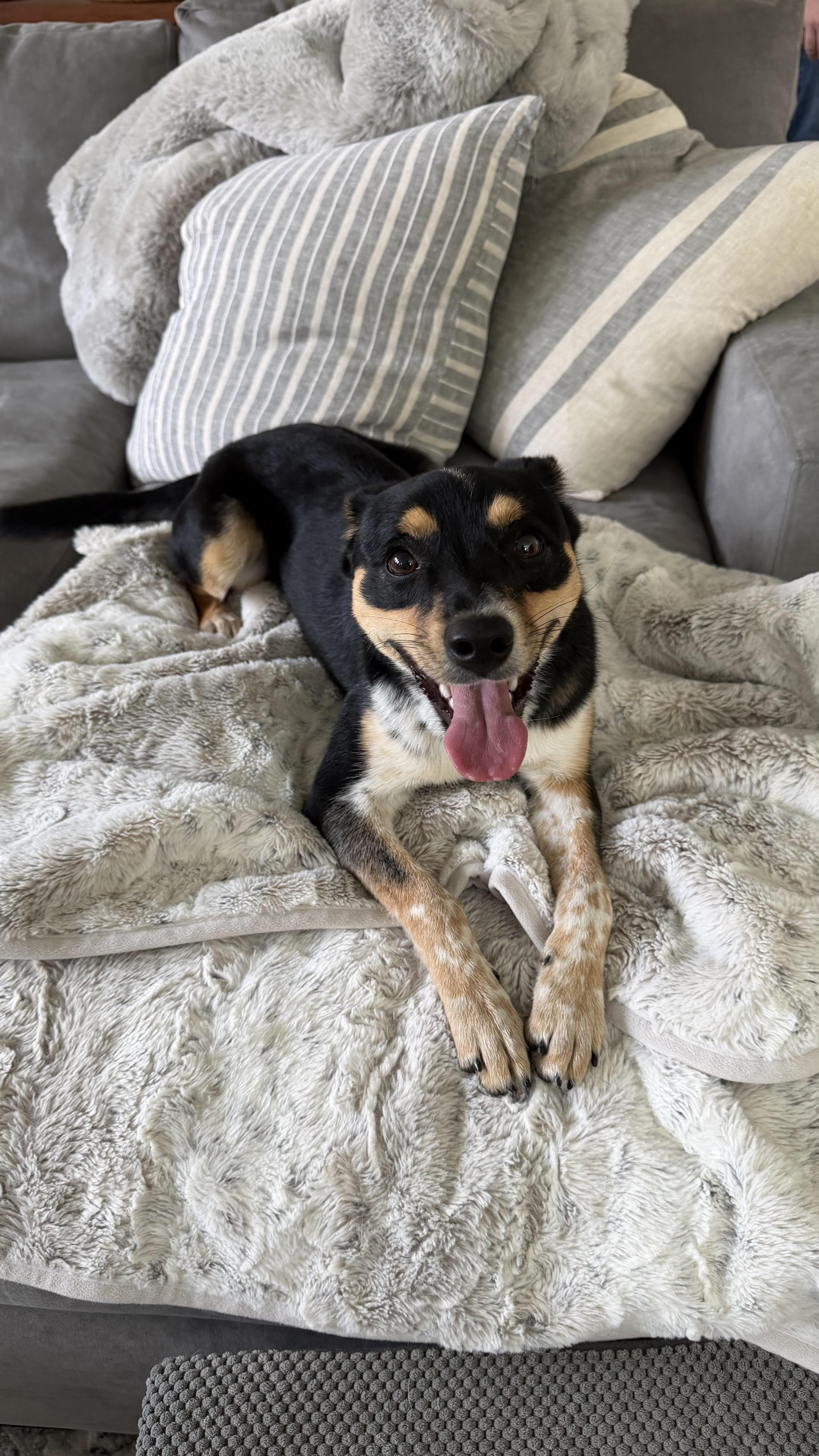 Enlarge Hillary, a Adoptable mixed breed in Angier , NC image 3/6