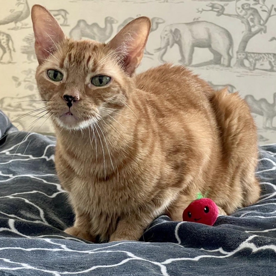 Enlarge Walley, a Adopted mixed breed in Chicago, IL image 1/1