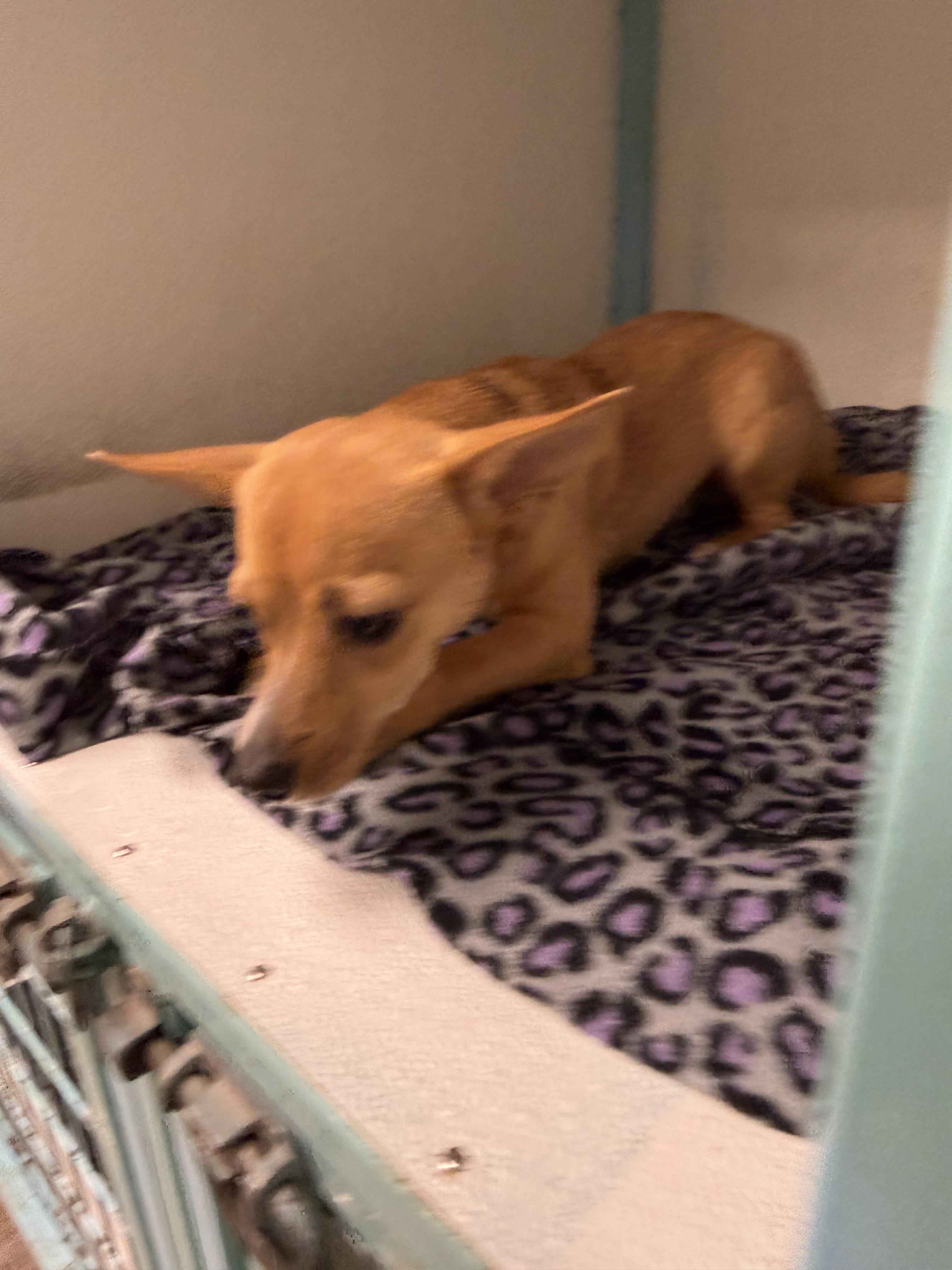 Rascal, Adopted, Young Male Chihuahua.