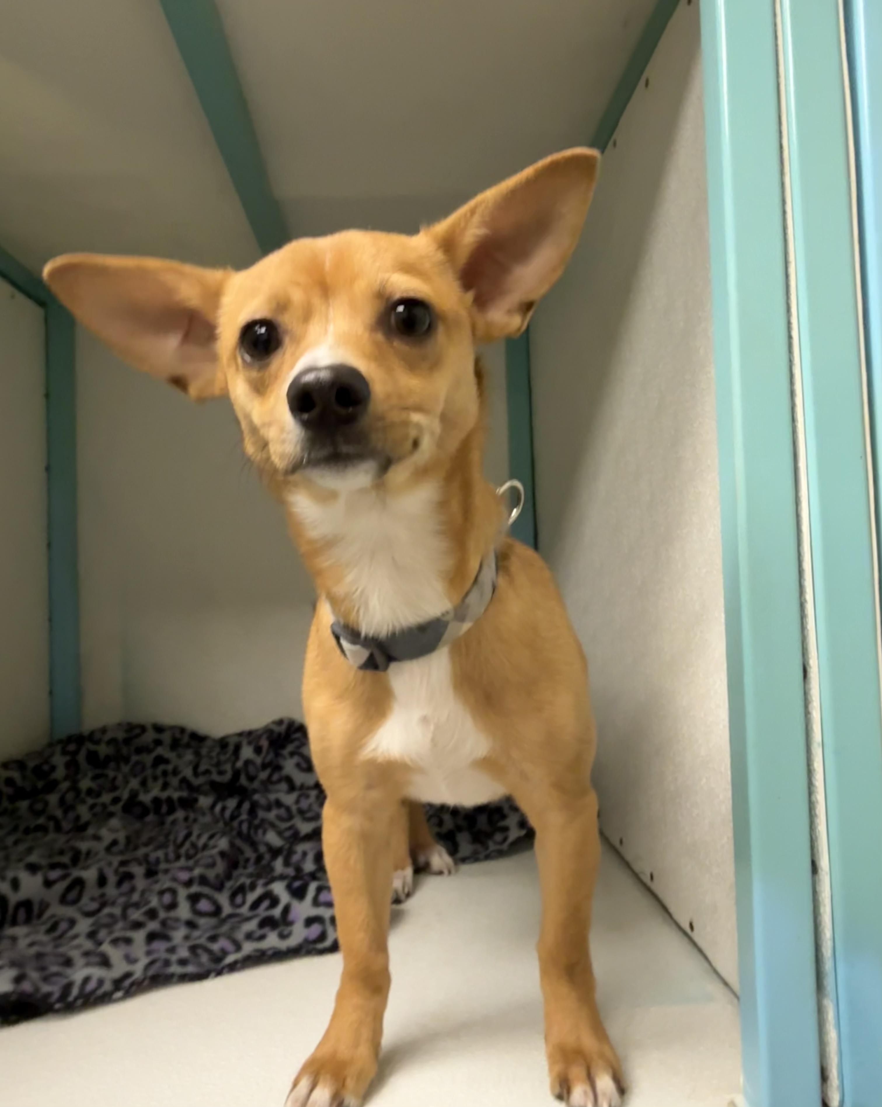 Enlarge Rascal, a Adopted mixed breed in Asher, OK image 2/6