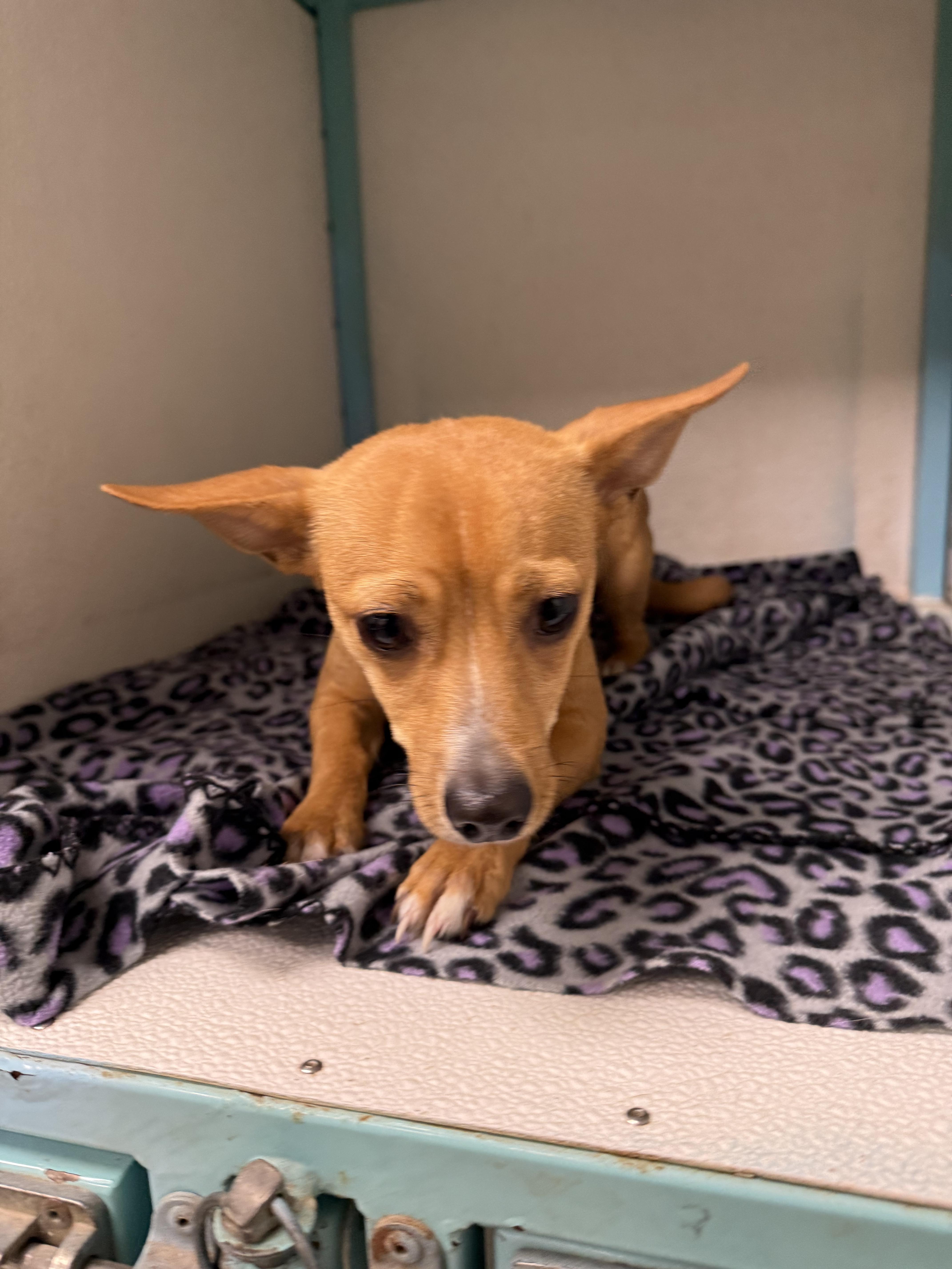 Enlarge Rascal, a Adopted mixed breed in Asher, OK image 4/6