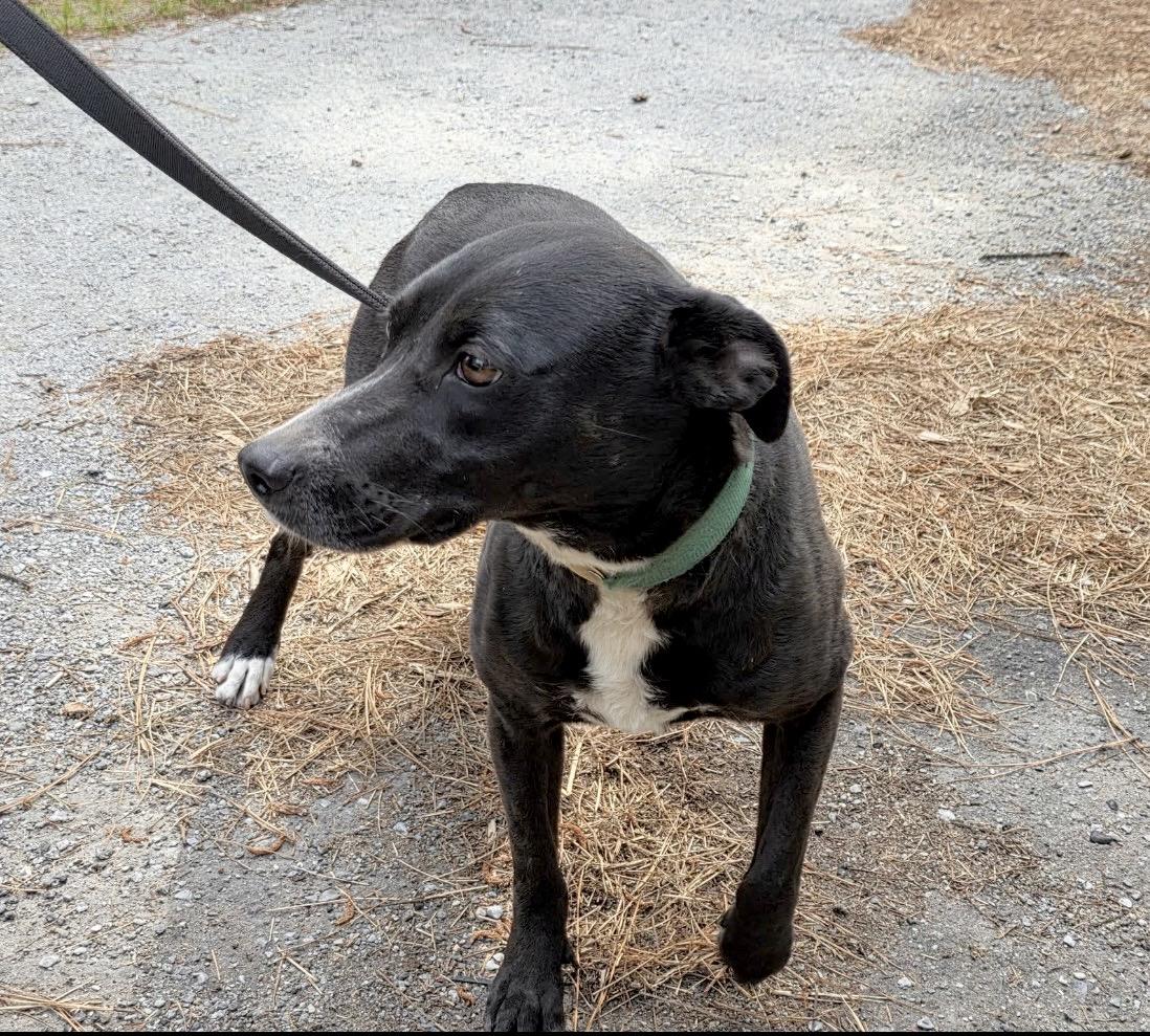Madisen - Foster or Foster to adopt needed, a ADOPTABLE Mixed Breed in Huntingtown, MD image 2/2