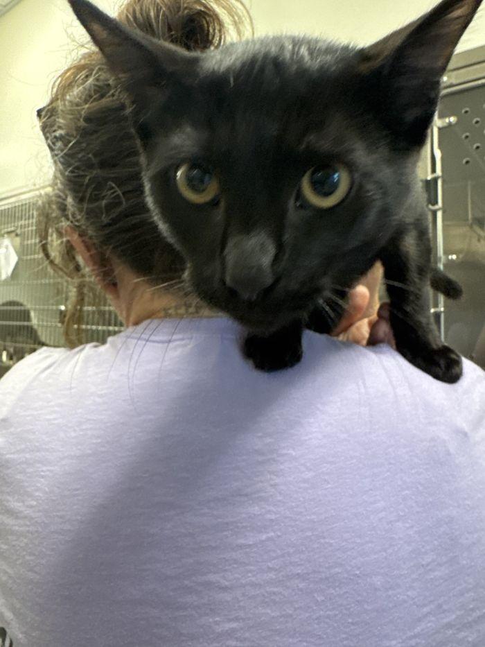 Enlarge Rupert, a Adoptable Domestic Short Hair in Hilton Head Island, SC image 1/1