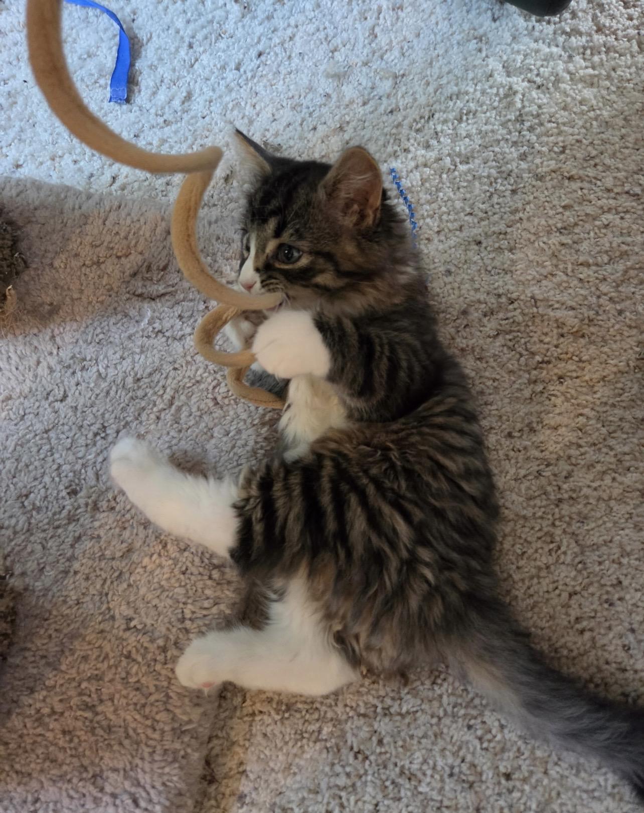 Bubbly, Adopted, Kitten Male Domestic Medium Hair.