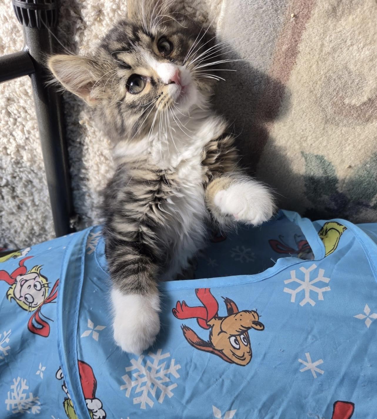 Enlarge Bubbly, a Adopted Domestic Medium Hair in Twin Falls, ID image 2/2