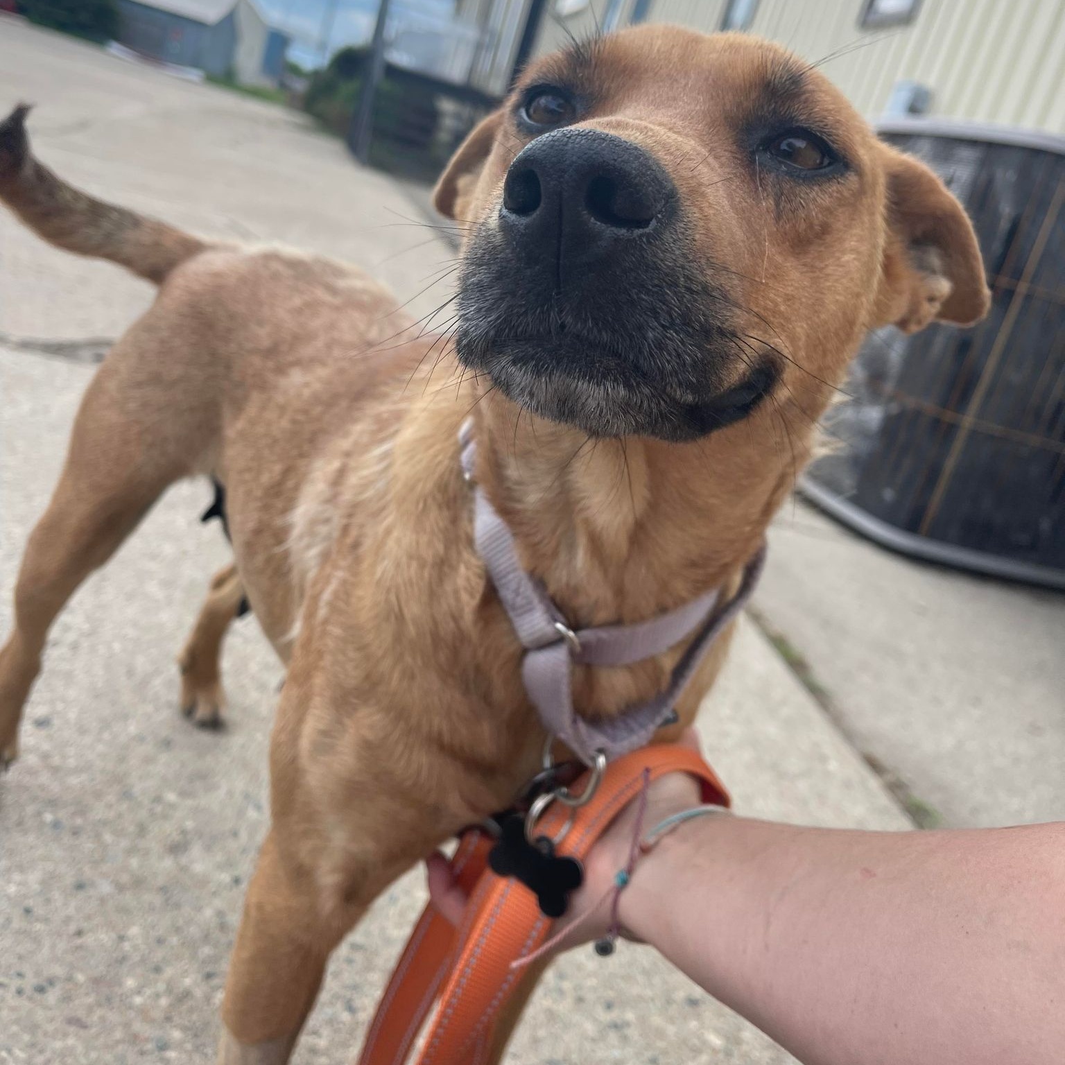 Lucy, a Adoptable Mixed Breed in Grand Forks, ND image 3/3