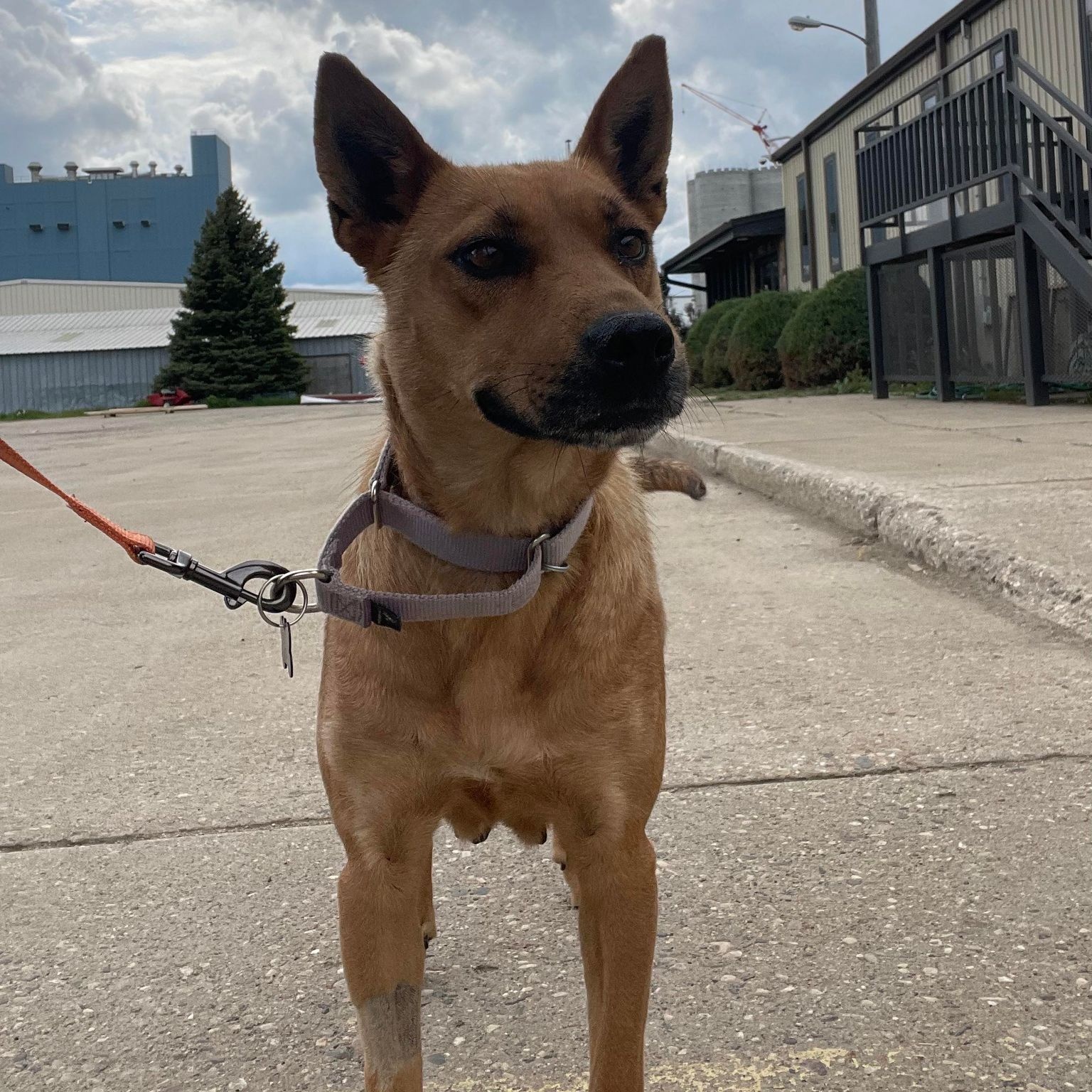 Lucy, a Adoptable Mixed Breed in Grand Forks, ND image 2/3
