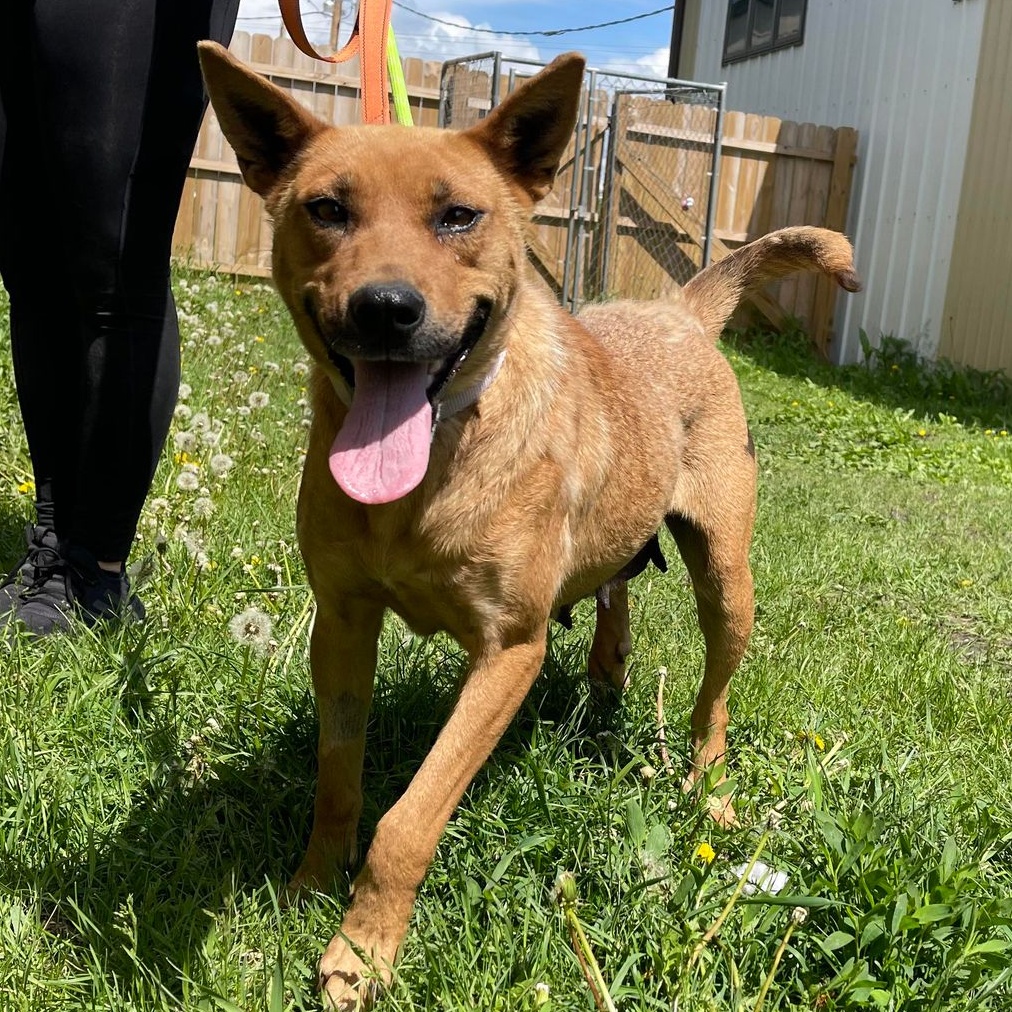 Lucy, Adoptable, Adult Female Mixed Breed.