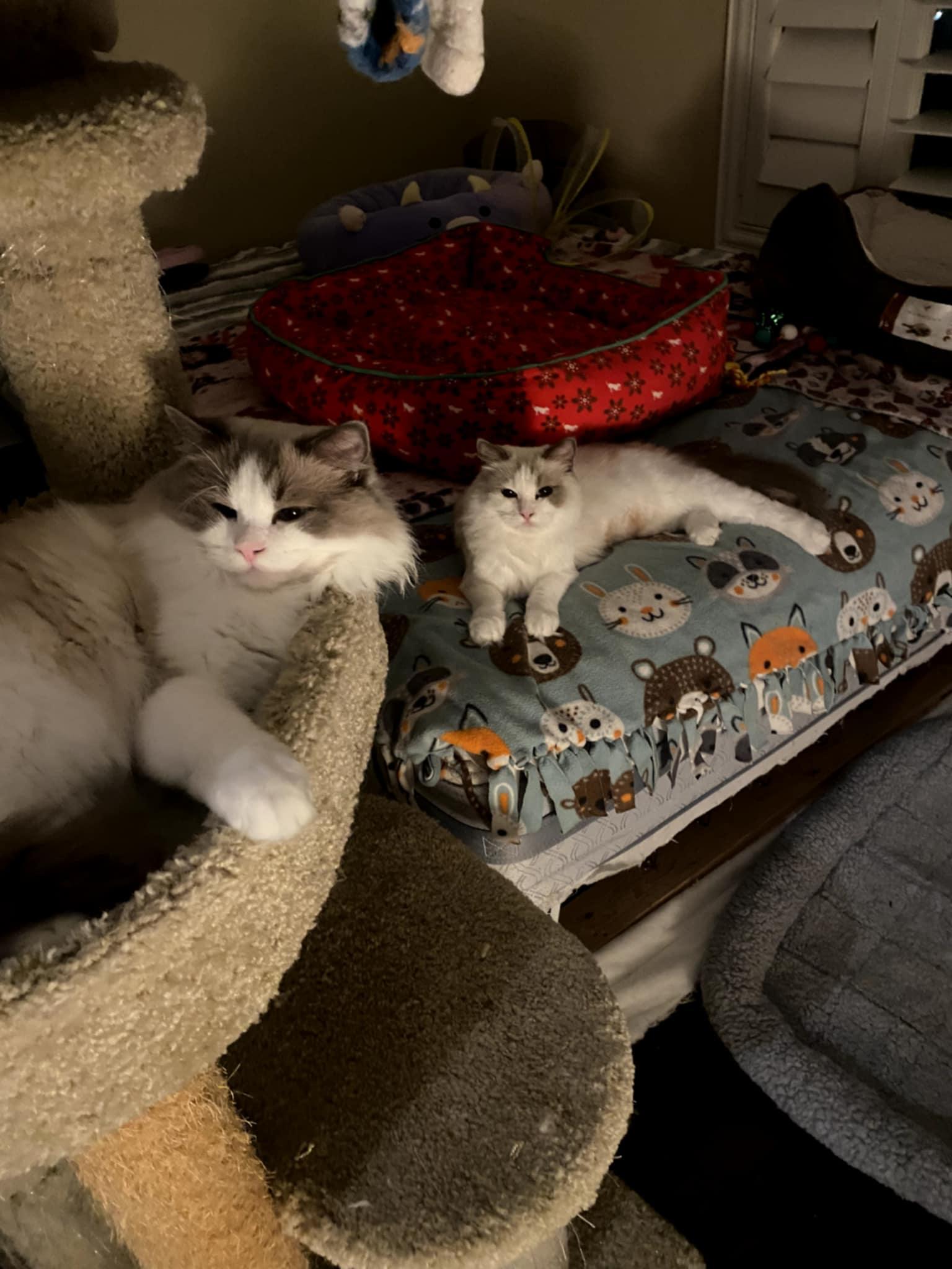 Enlarge Cookie & Cream (bonded) , a ADOPTABLE mixed breed in Encinitas, CA image 2/6