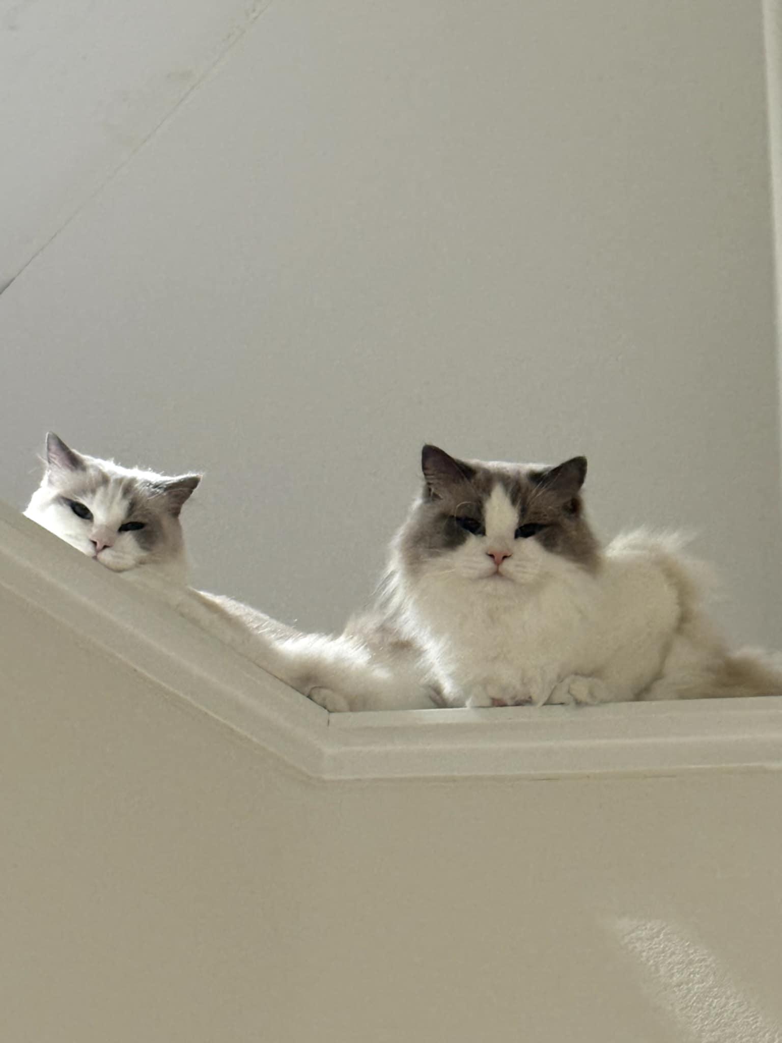 Enlarge Cookie & Cream (bonded) , a ADOPTABLE mixed breed in Encinitas, CA image 3/6