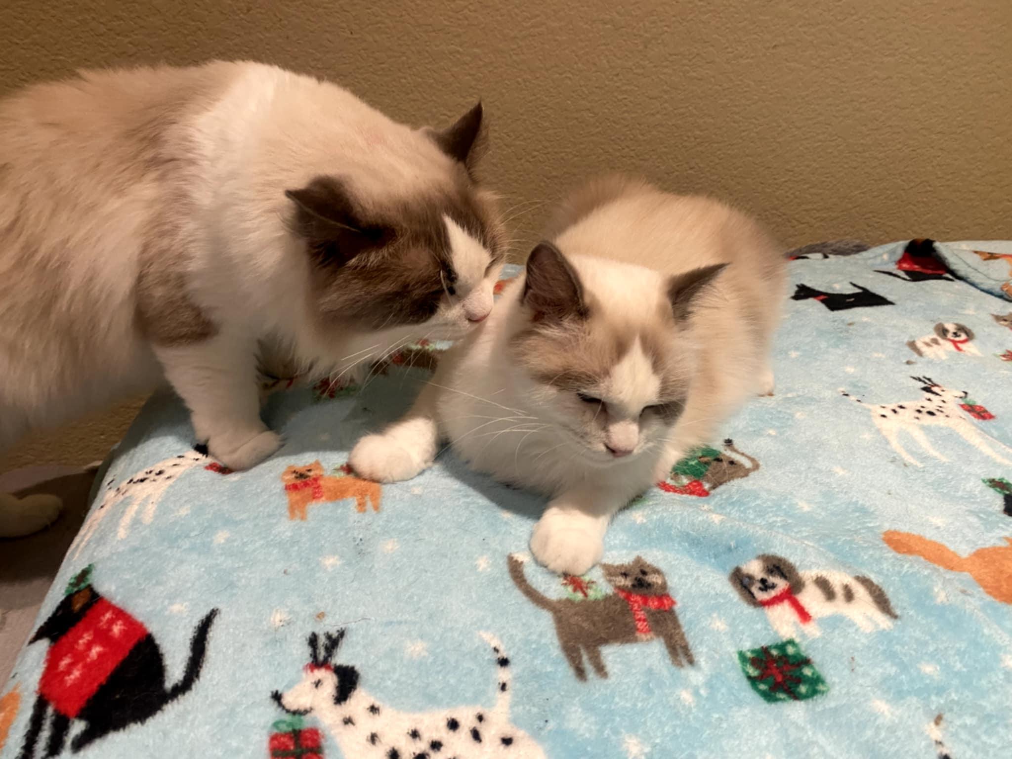 Enlarge Cookie & Cream (bonded) , a ADOPTABLE mixed breed in Encinitas, CA image 4/6