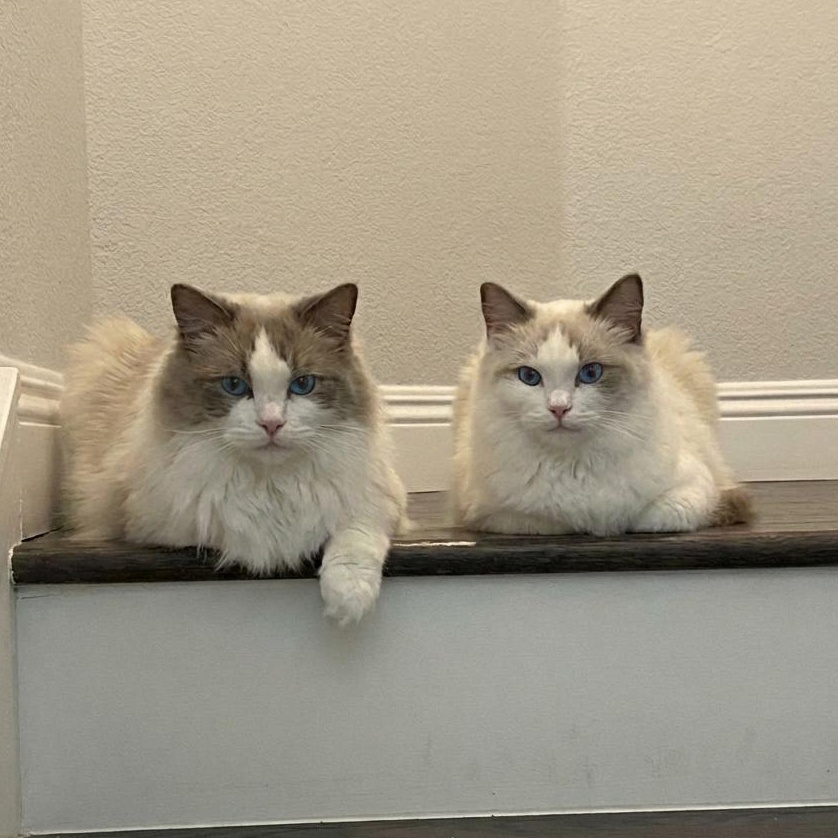 Cookie & Cream (bonded) , ADOPTABLE, Adult Female Ragdoll & Domestic Long Hair.