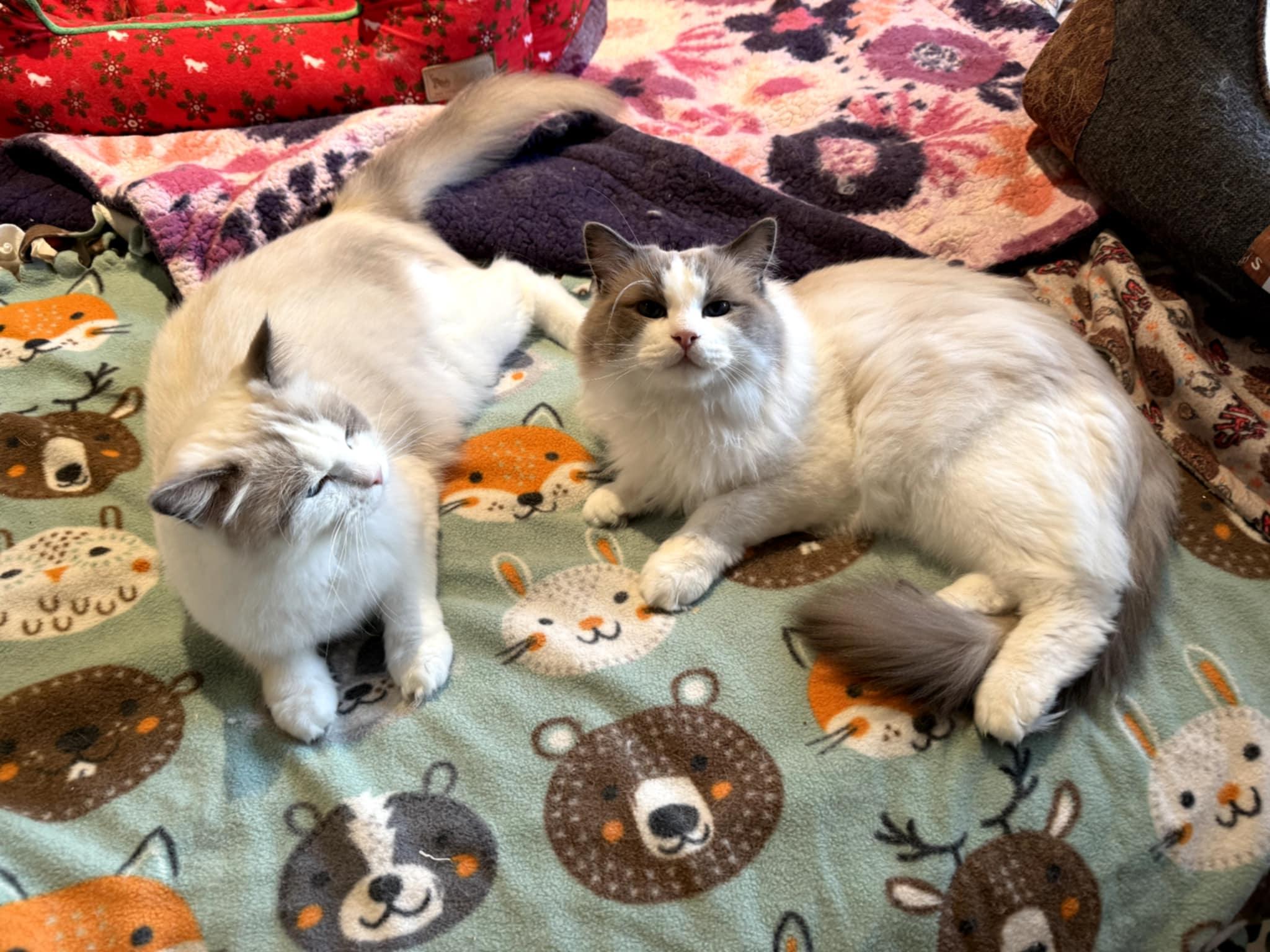 Enlarge Cookie & Cream (bonded) , a ADOPTABLE mixed breed in Encinitas, CA image 5/6