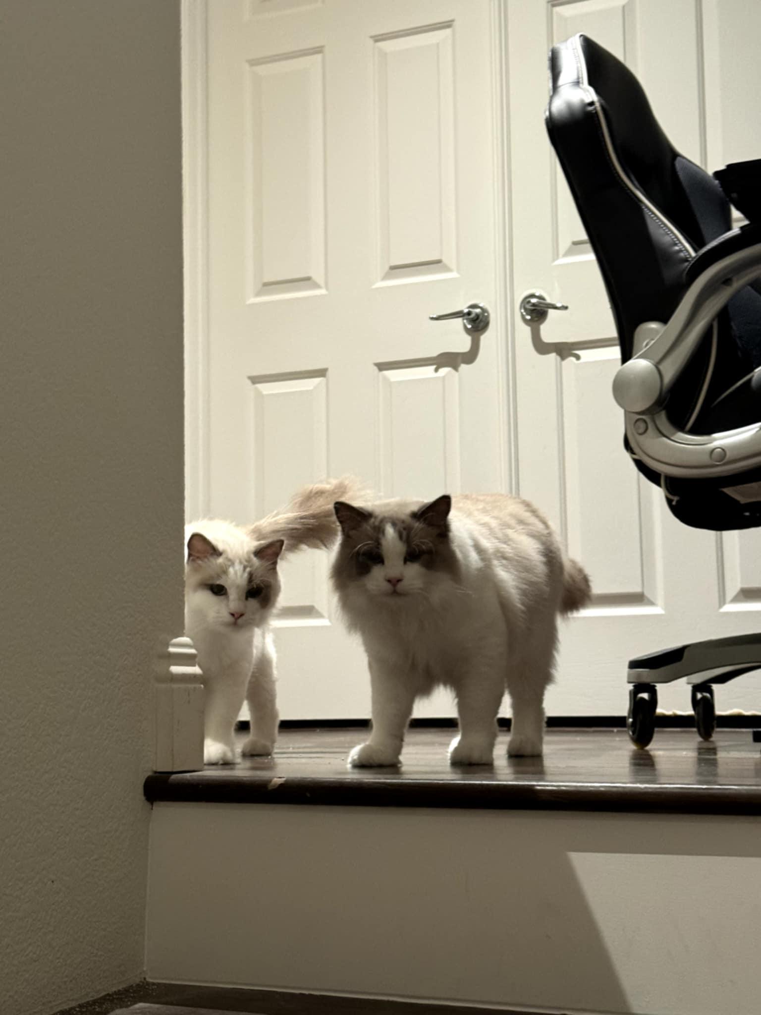 Enlarge Cookie & Cream (bonded) , a ADOPTABLE mixed breed in Encinitas, CA image 6/6