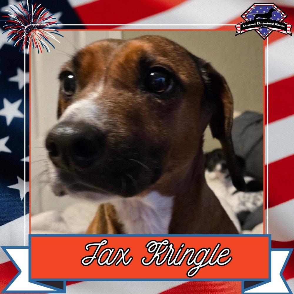 Jax Kringle, a Adoptable Dachshund in San Antonio, TX image 1/3
