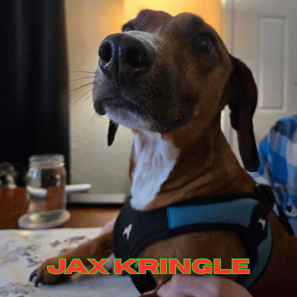 Jax Kringle, a Adoptable Dachshund in San Antonio, TX image 2/3