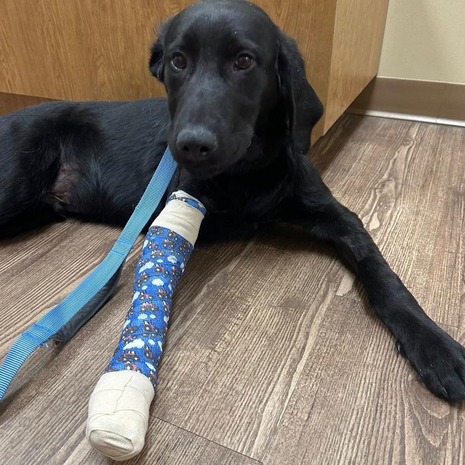 Ranger, an adopted mixed breed in Kalamazoo, MI image 4/6