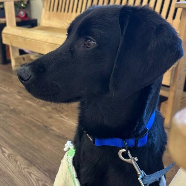 Ranger, an adopted mixed breed in Kalamazoo, MI image 1/6