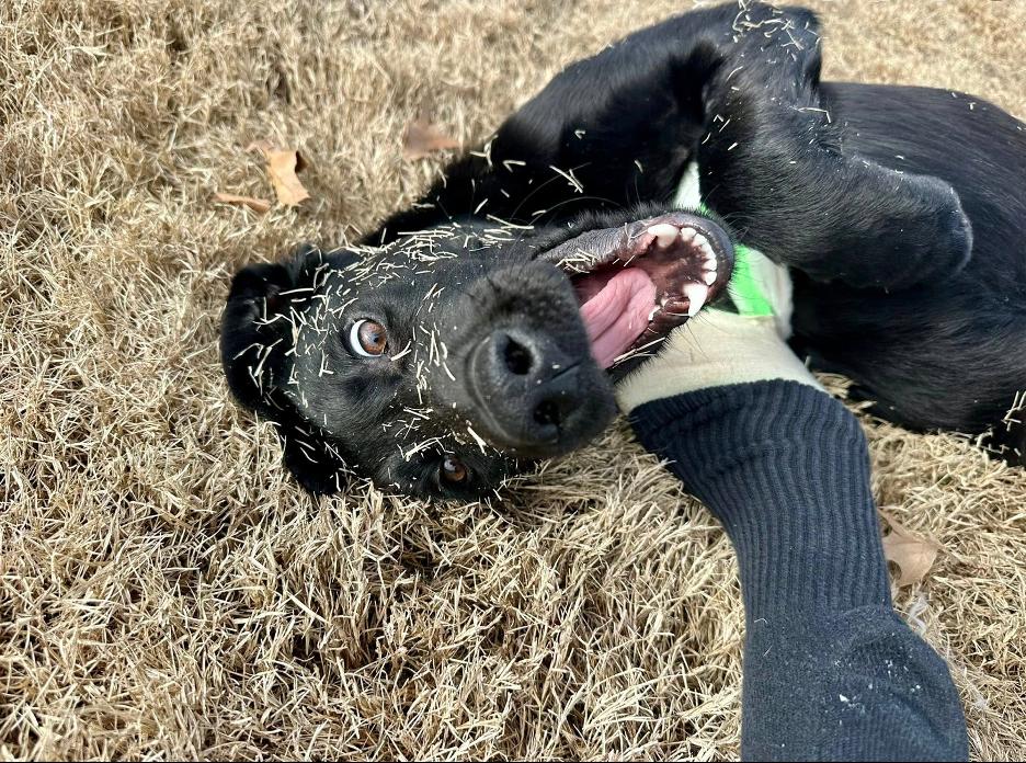Ranger, an adopted mixed breed in Kalamazoo, MI image 3/6