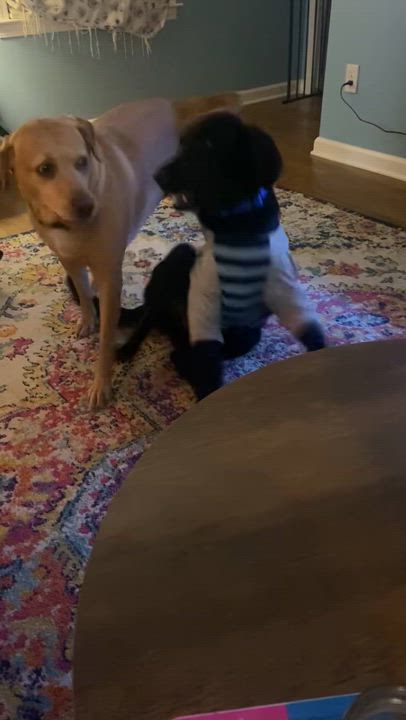 Enlarge Ranger, an adopted mixed breed in Kalamazoo, MI video 6/6