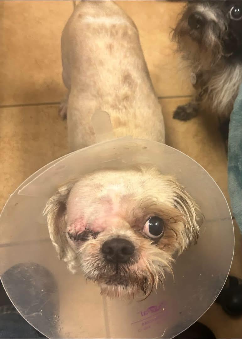 Enlarge Gremlin, an adopted Shih Tzu in Oak Ridge, NJ image 1/3