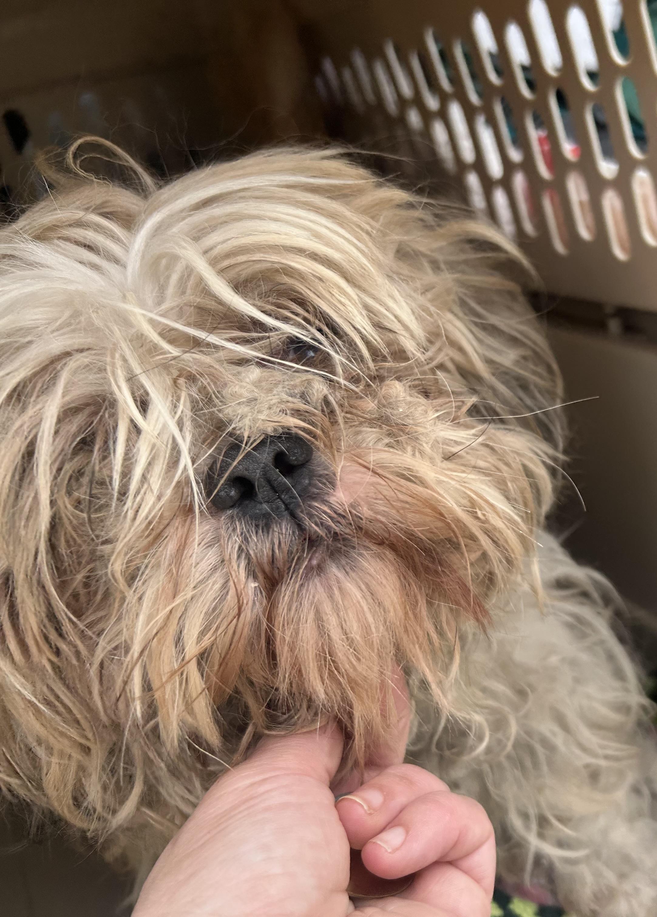 Enlarge Gremlin, an adopted Shih Tzu in Oak Ridge, NJ image 2/3