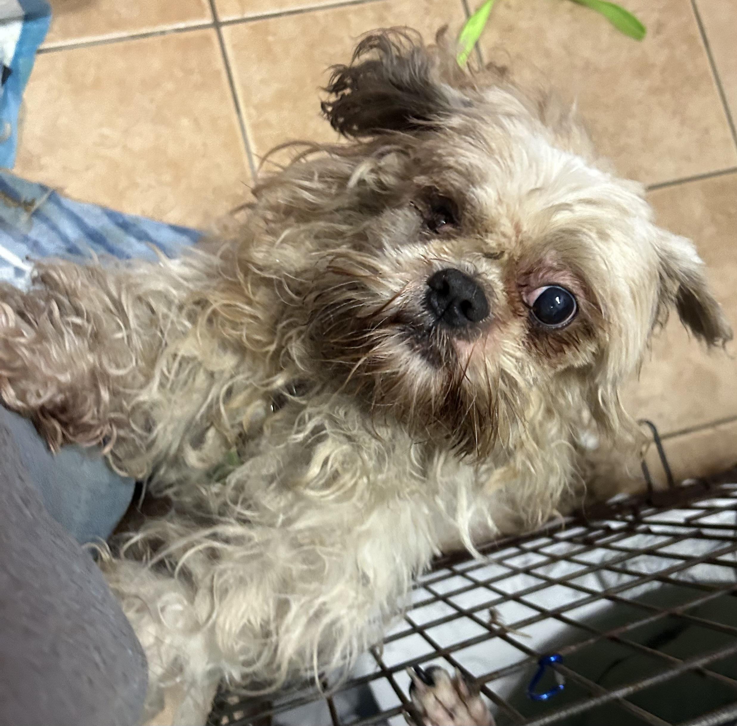 Enlarge Gremlin, an adopted Shih Tzu in Oak Ridge, NJ image 3/3