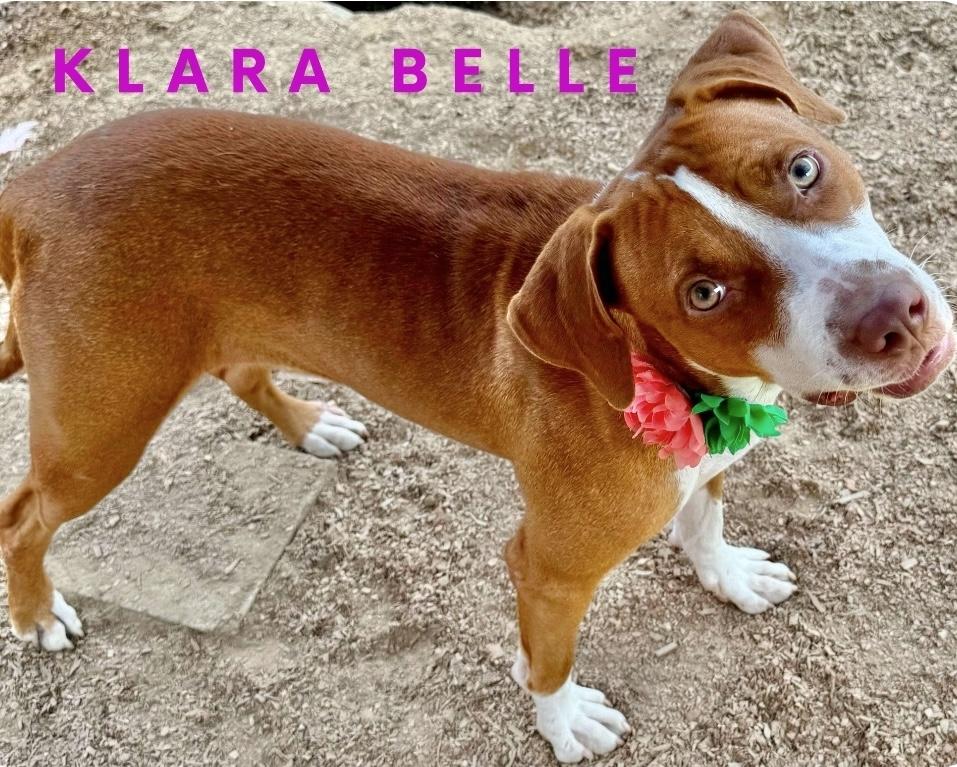 Klara Belle