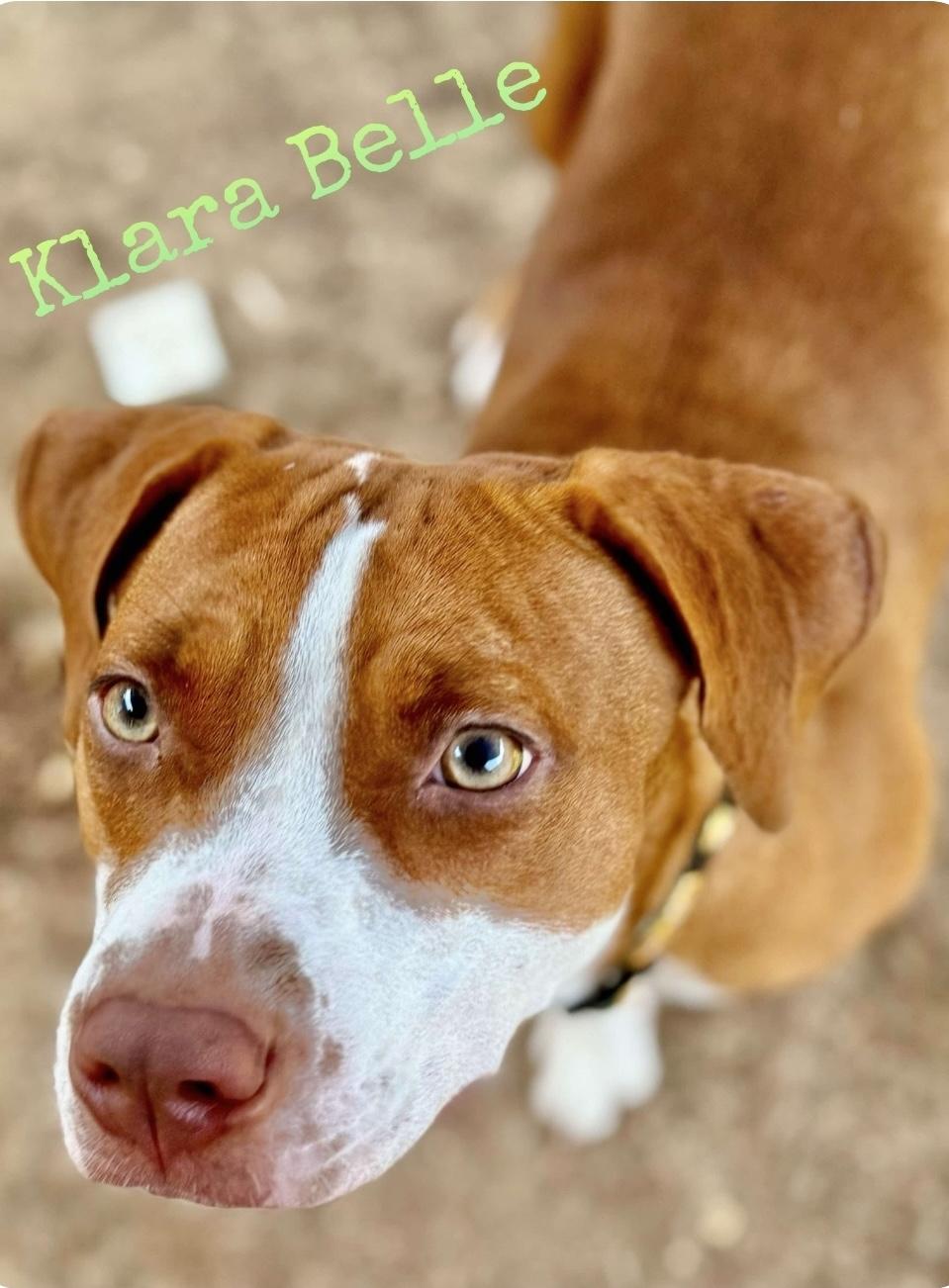 Klara Belle