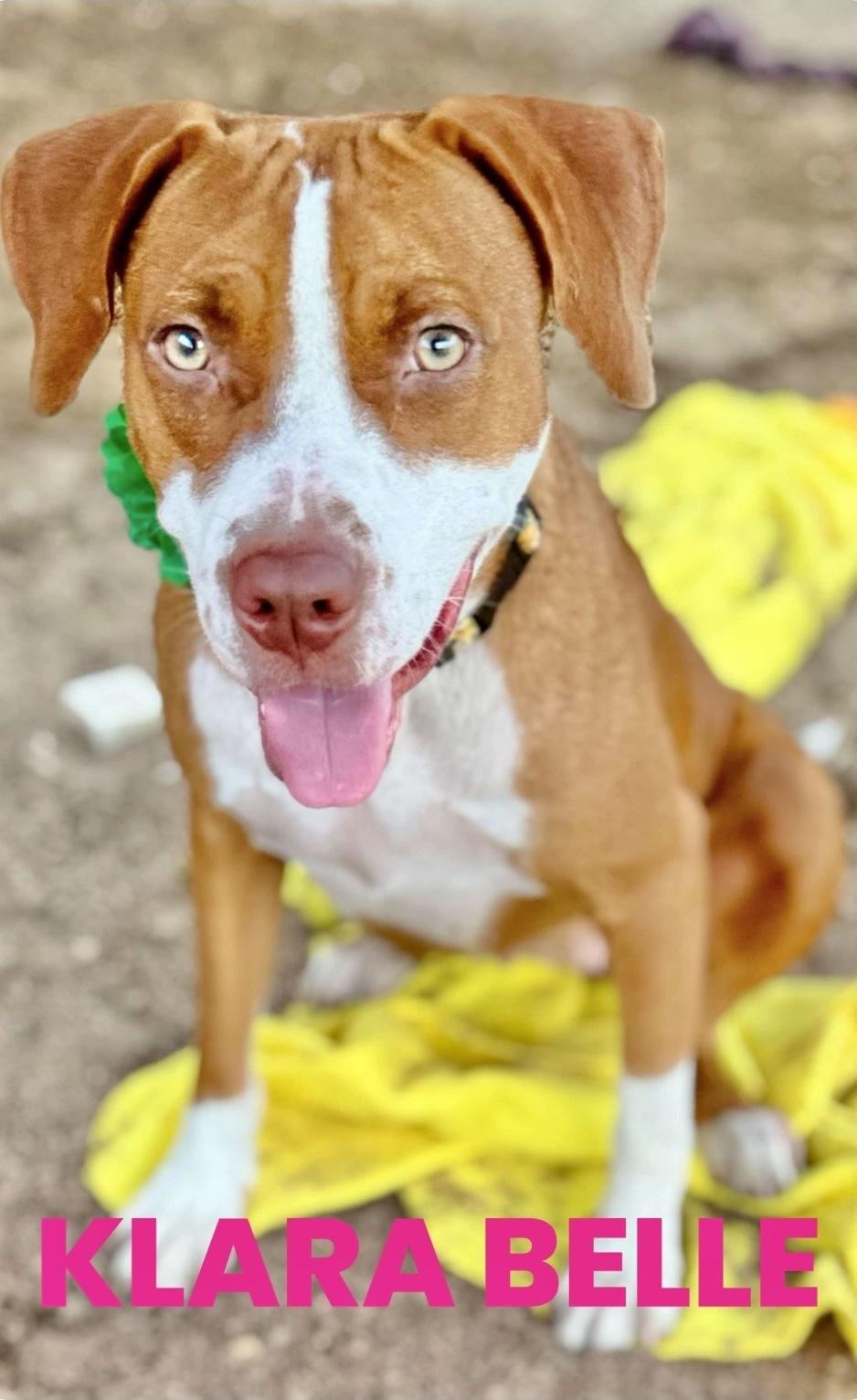 Klara Belle