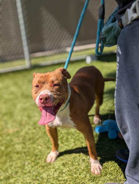 Enlarge TRIXIE, a Adoptable Pit Bull Terrier in Downey, CA image 1/1