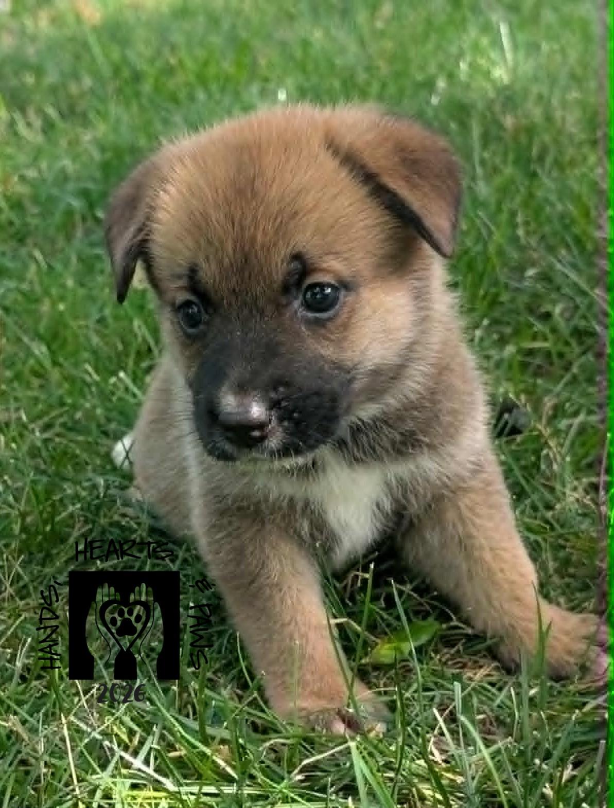 Chapin, ADOPTABLE, Puppy Female German Shepherd Dog.