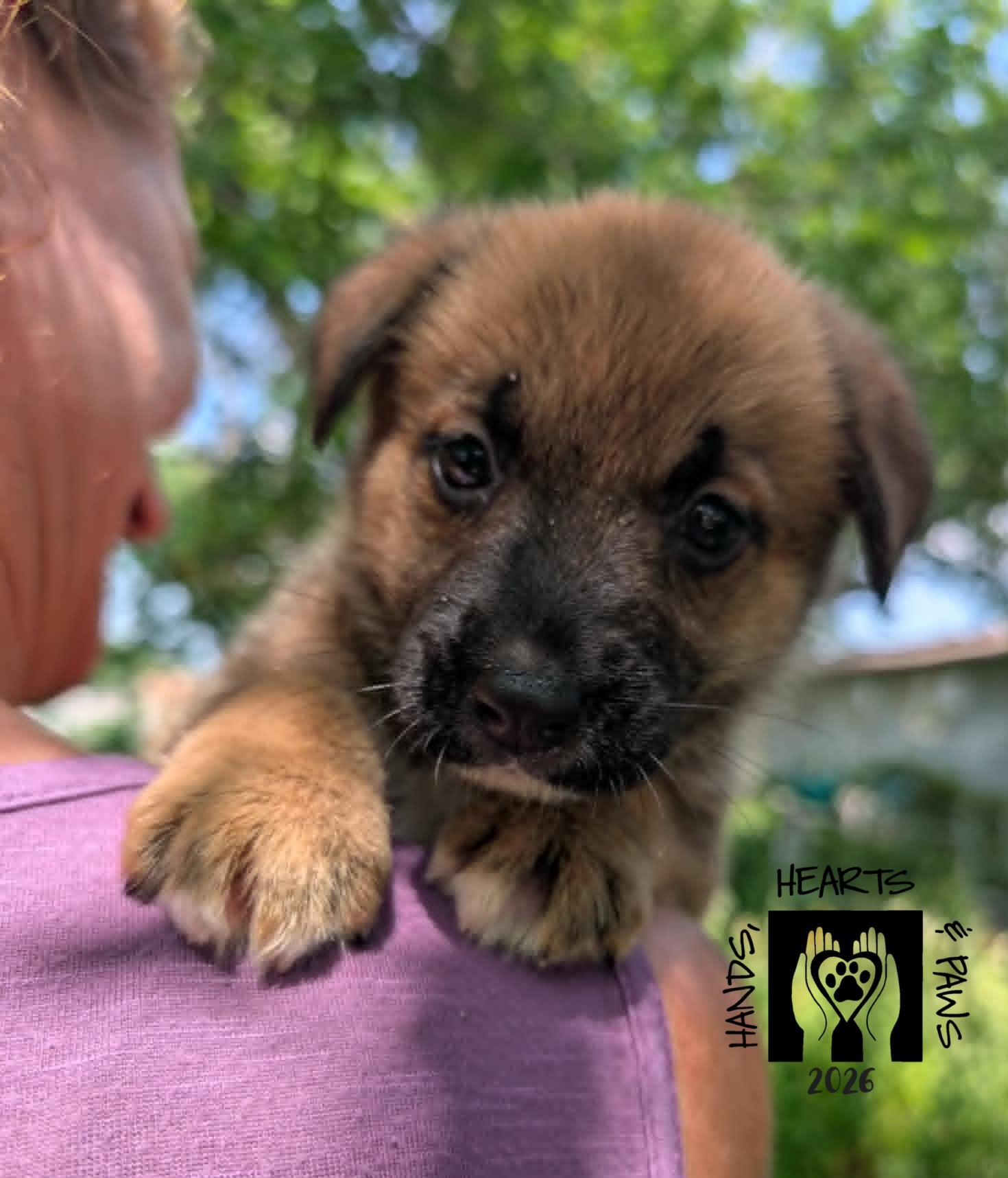 Enlarge Chapin, a ADOPTABLE mixed breed in Omaha, NE image 2/3
