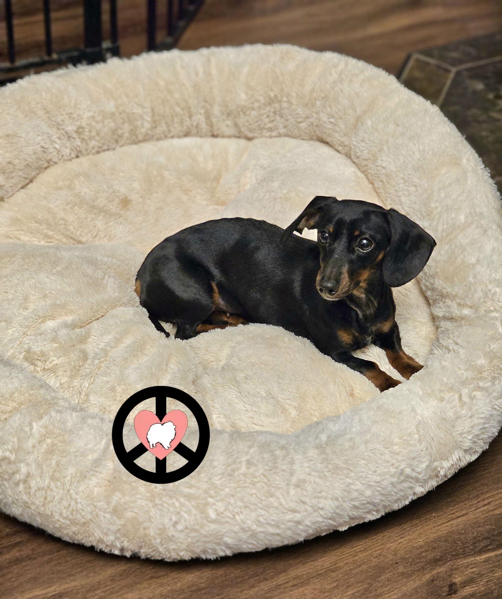 Enlarge Marcella, a Adoptable Dachshund in Lebanon, PA image 1/2