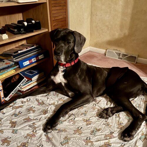 Bodie, Adoptable, Adult Male Great Dane.