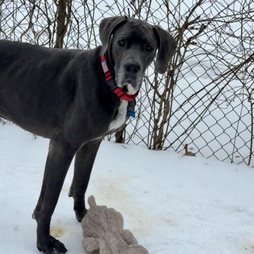 Bodie, Adoptable, Adult Male Great Dane.