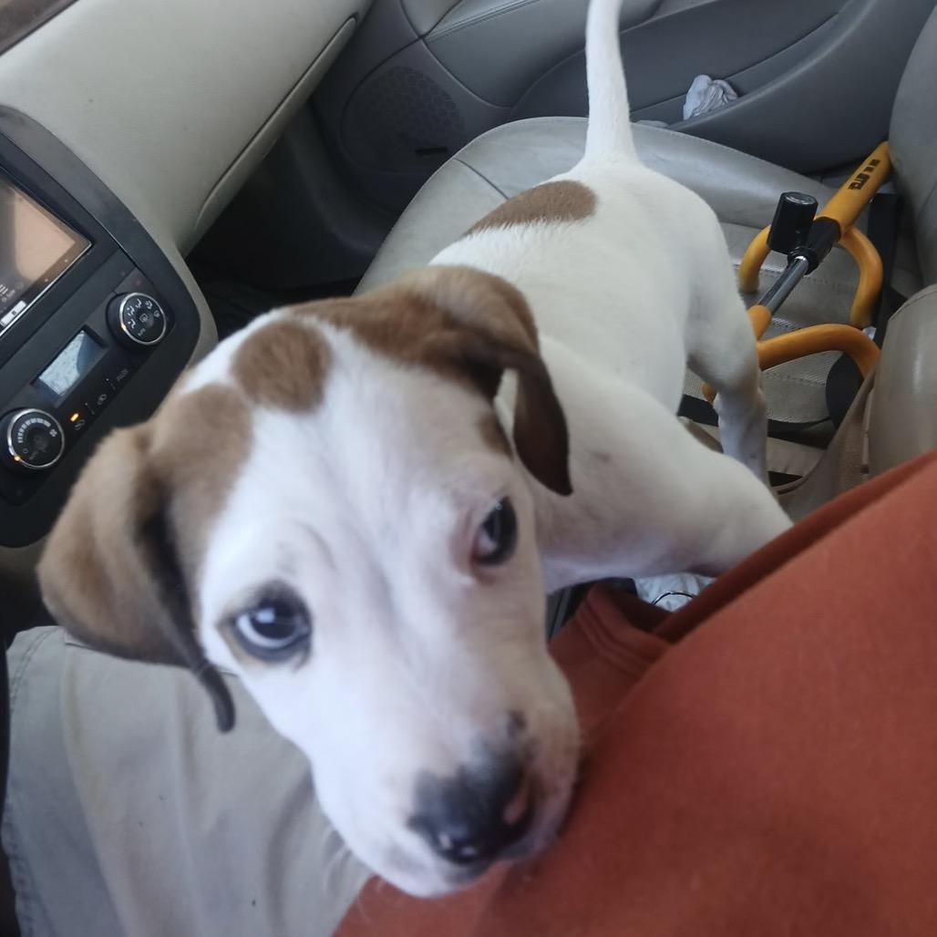 Archie photo