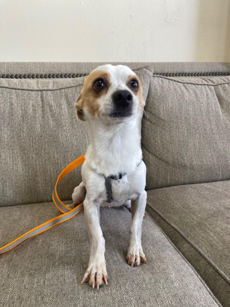 Mikey, Adoptable, Young Male Mixed Breed.