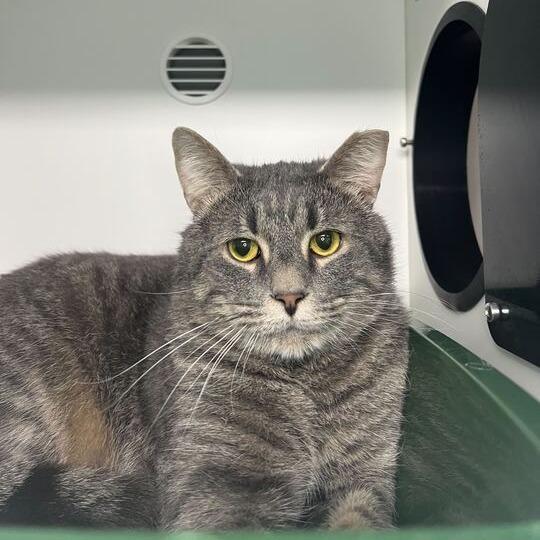 Frodo Baggins — thumbnail 2