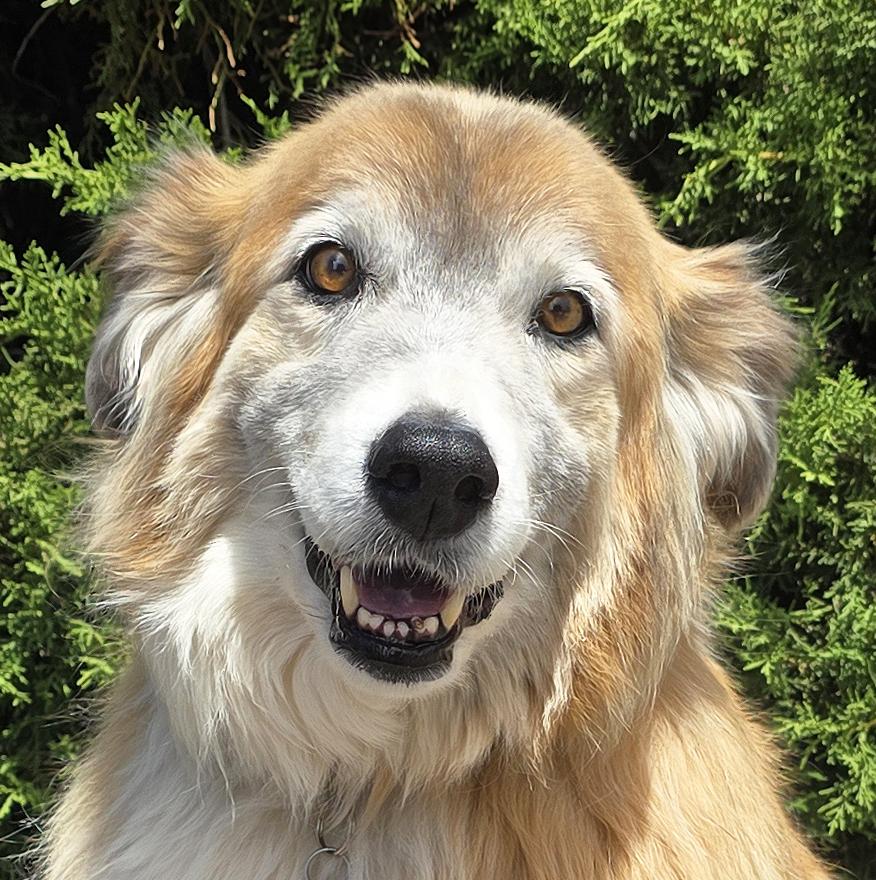 Flawless Ms Farah Exquisite Lady Collie, Adoptable, Young Female Rough Collie.