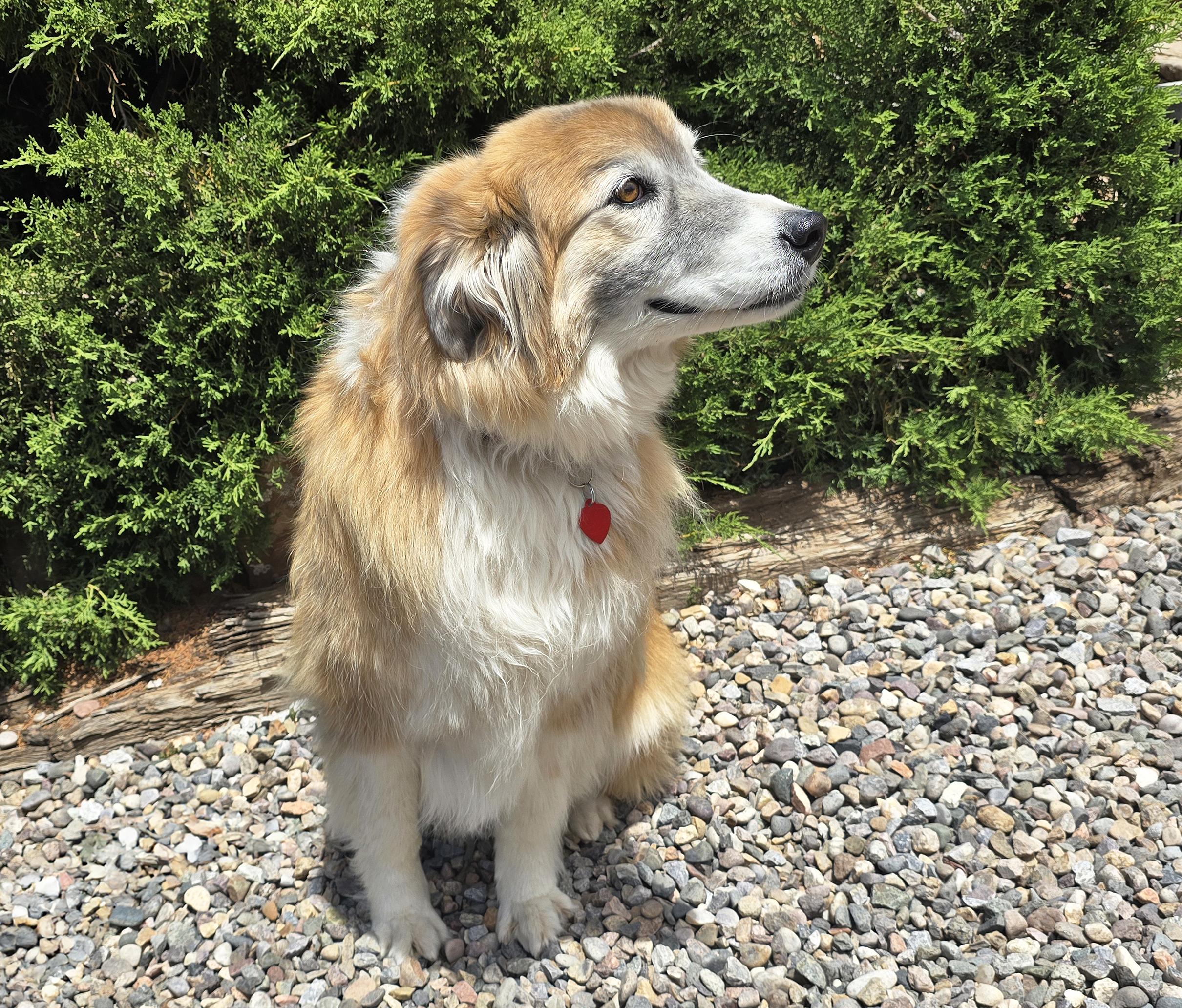 Enlarge Flawless Ms Farah Exquisite Lady Collie, a Adoptable Rough Collie in Albuquerque, NM image 3/5