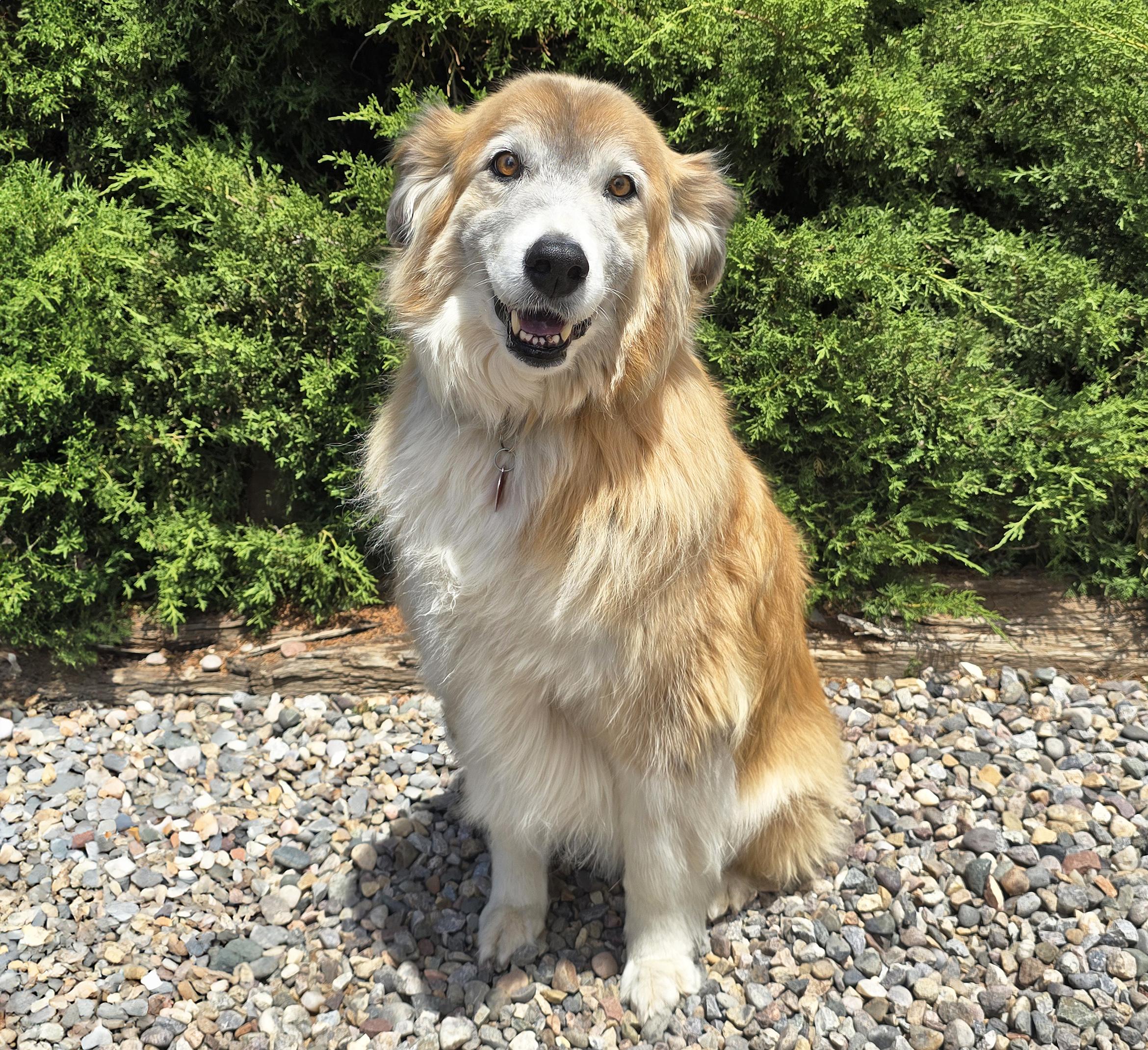Enlarge Flawless Ms Farah Exquisite Lady Collie, a Adoptable Rough Collie in Albuquerque, NM image 2/5