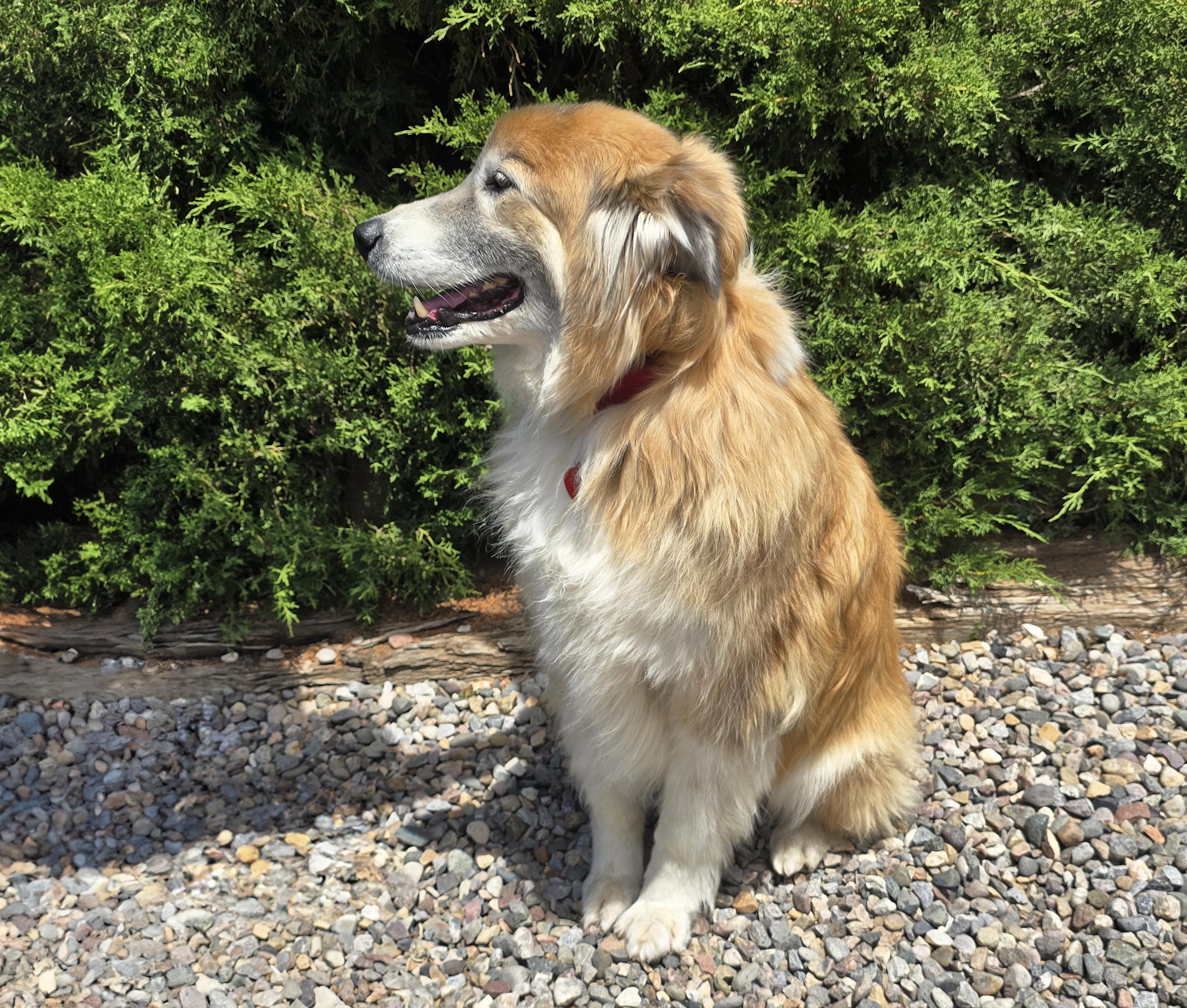 Enlarge Flawless Ms Farah Exquisite Lady Collie, a Adoptable Rough Collie in Albuquerque, NM image 5/5
