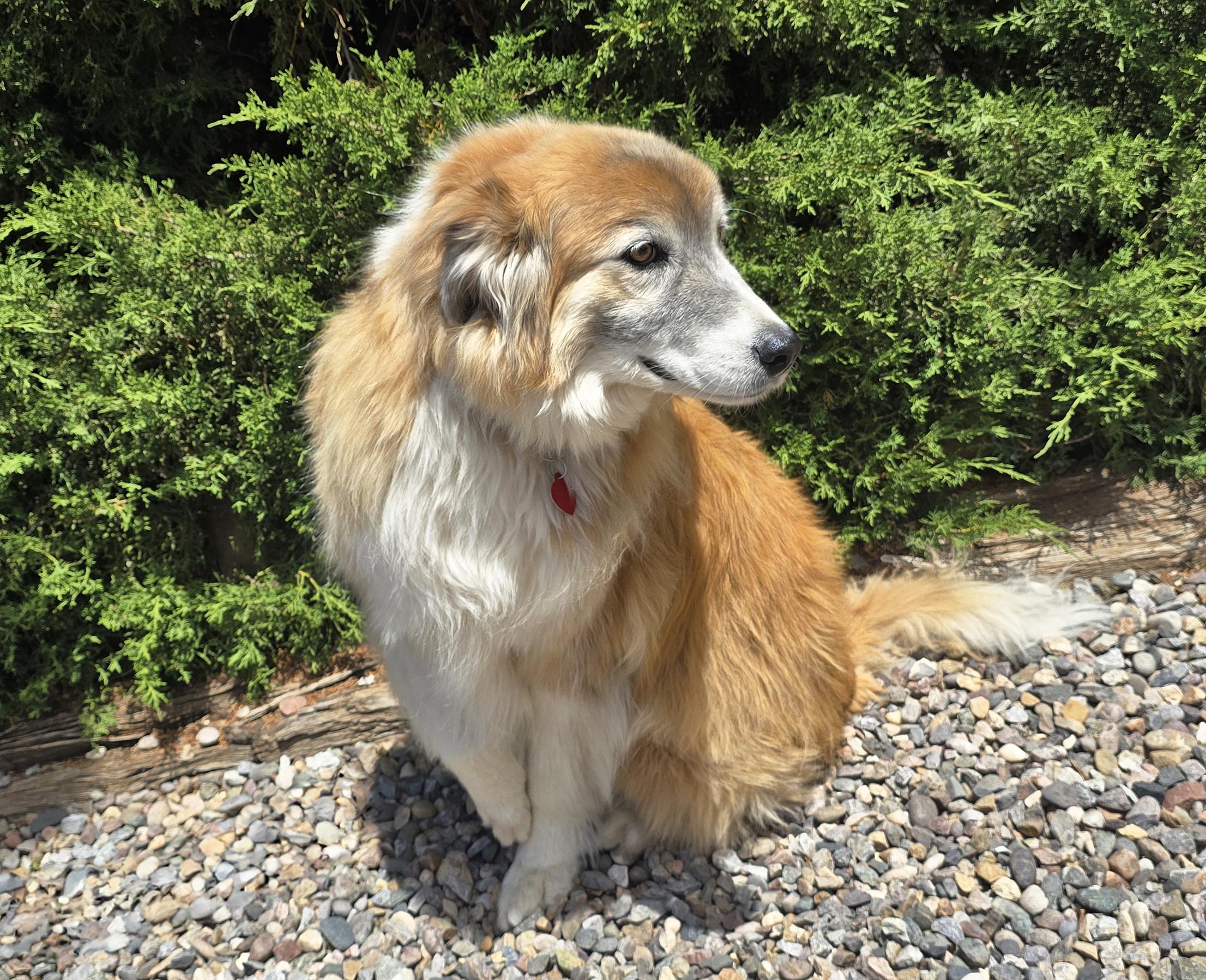 Enlarge Flawless Ms Farah Exquisite Lady Collie, a Adoptable Rough Collie in Albuquerque, NM image 4/5