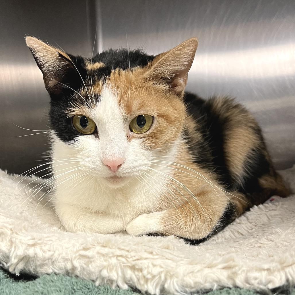 Kitty Moon, a Adoptable Domestic Short Hair in Eastford, CT image 1/6