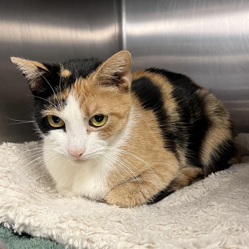 Kitty Moon, a Adoptable Domestic Short Hair in Eastford, CT image 3/6