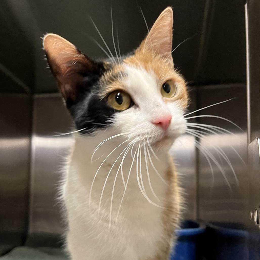 Kitty Moon, a Adoptable Domestic Short Hair in Eastford, CT image 4/6