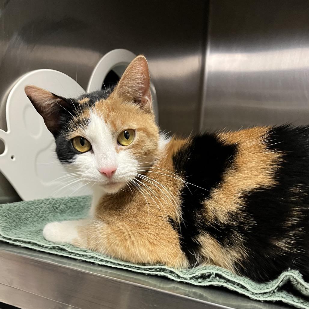 Kitty Moon, a Adoptable Domestic Short Hair in Eastford, CT image 5/6