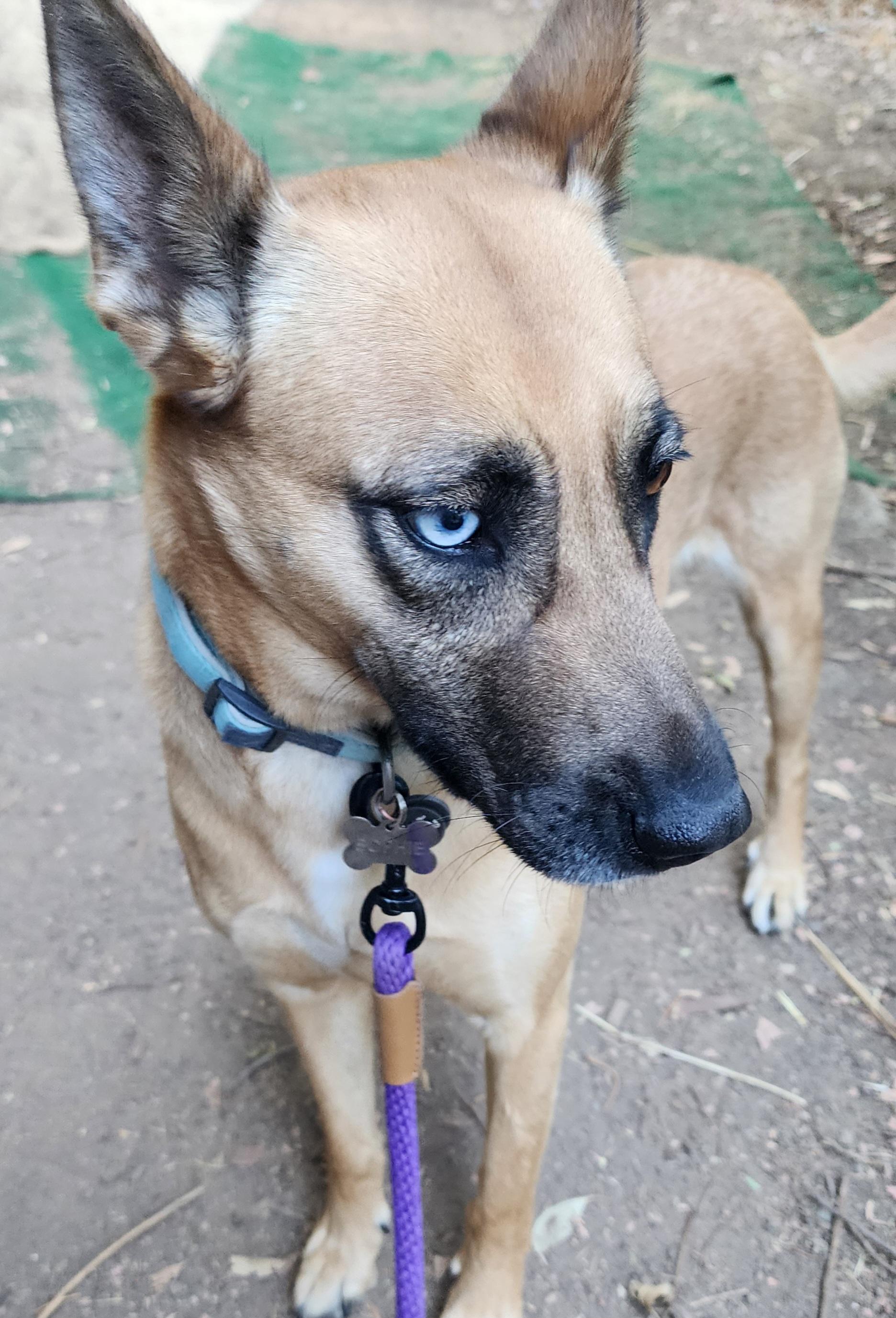 Enlarge Safari, a Adoptable mixed breed in Lafayette, CA image 3/3